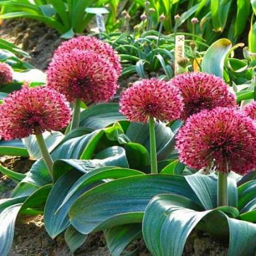 Bulbi de Allium "Red Giant", 2 Bucati