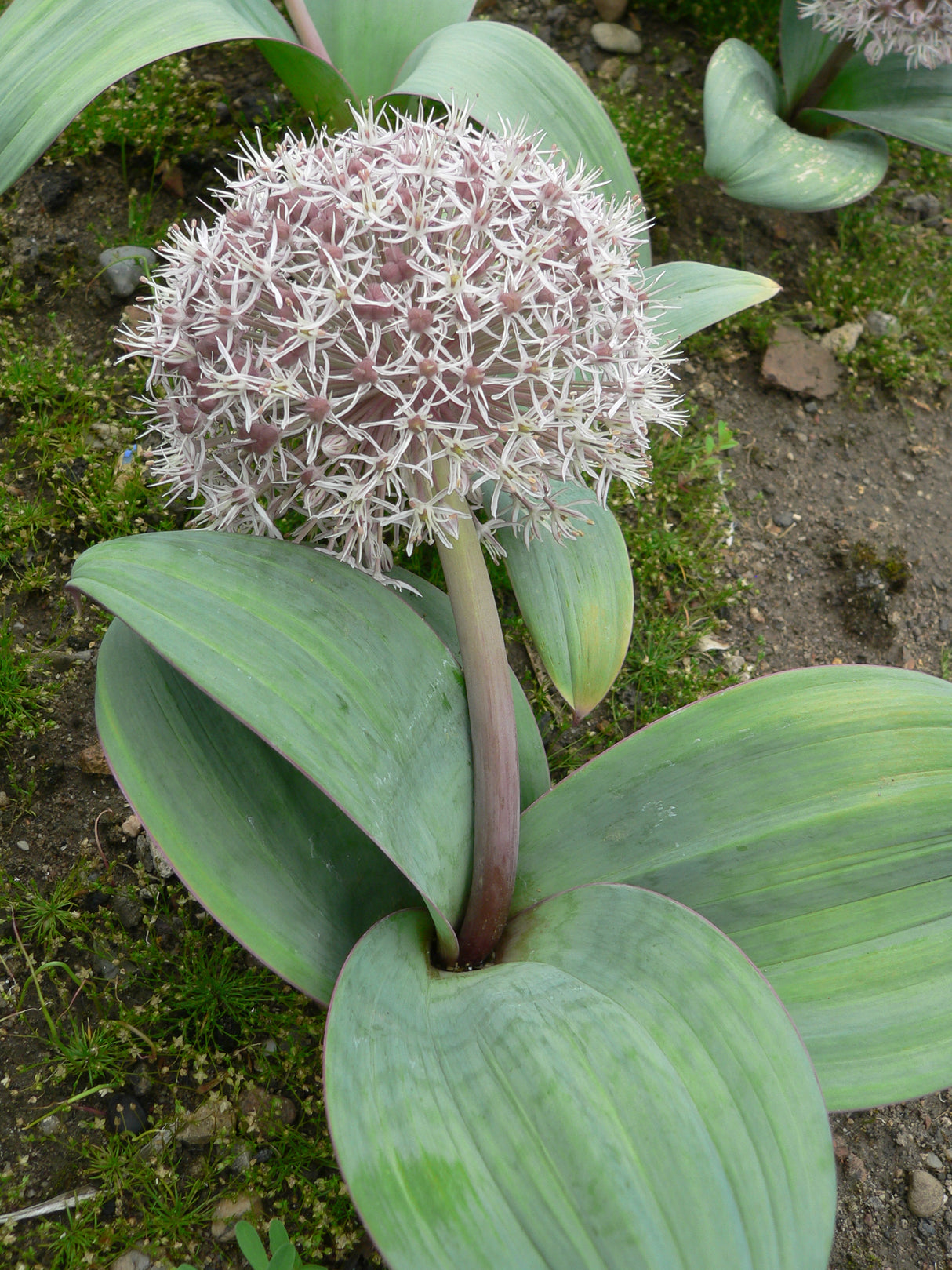 Bulbi de Allium "Karataviense", 2 Bucati