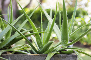 Aloe Vera la Ghiveci, 1 Bucata