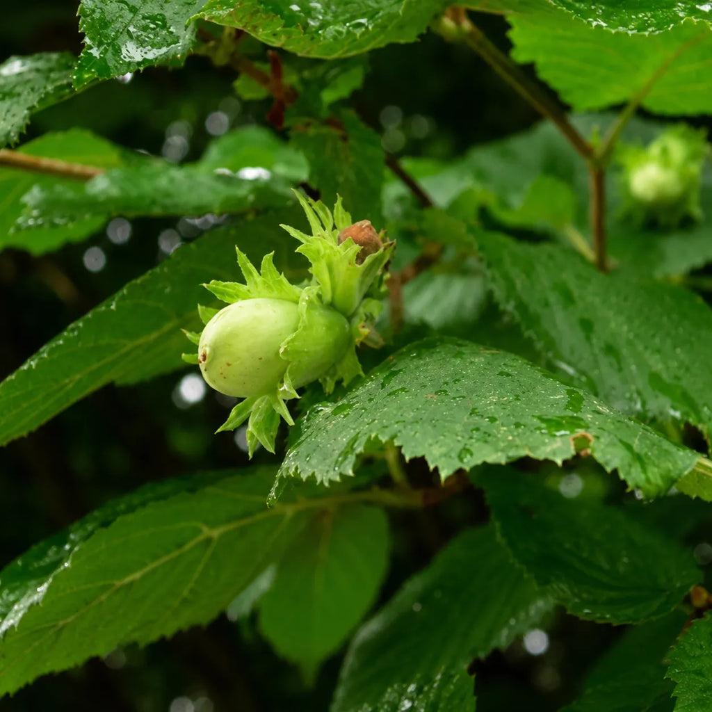 Alun Cozia (Corylus avellana), arbust fructifer cu productie bogata de alune aromate, potrivit pentru gradini familiale, livezi si preparate de casa