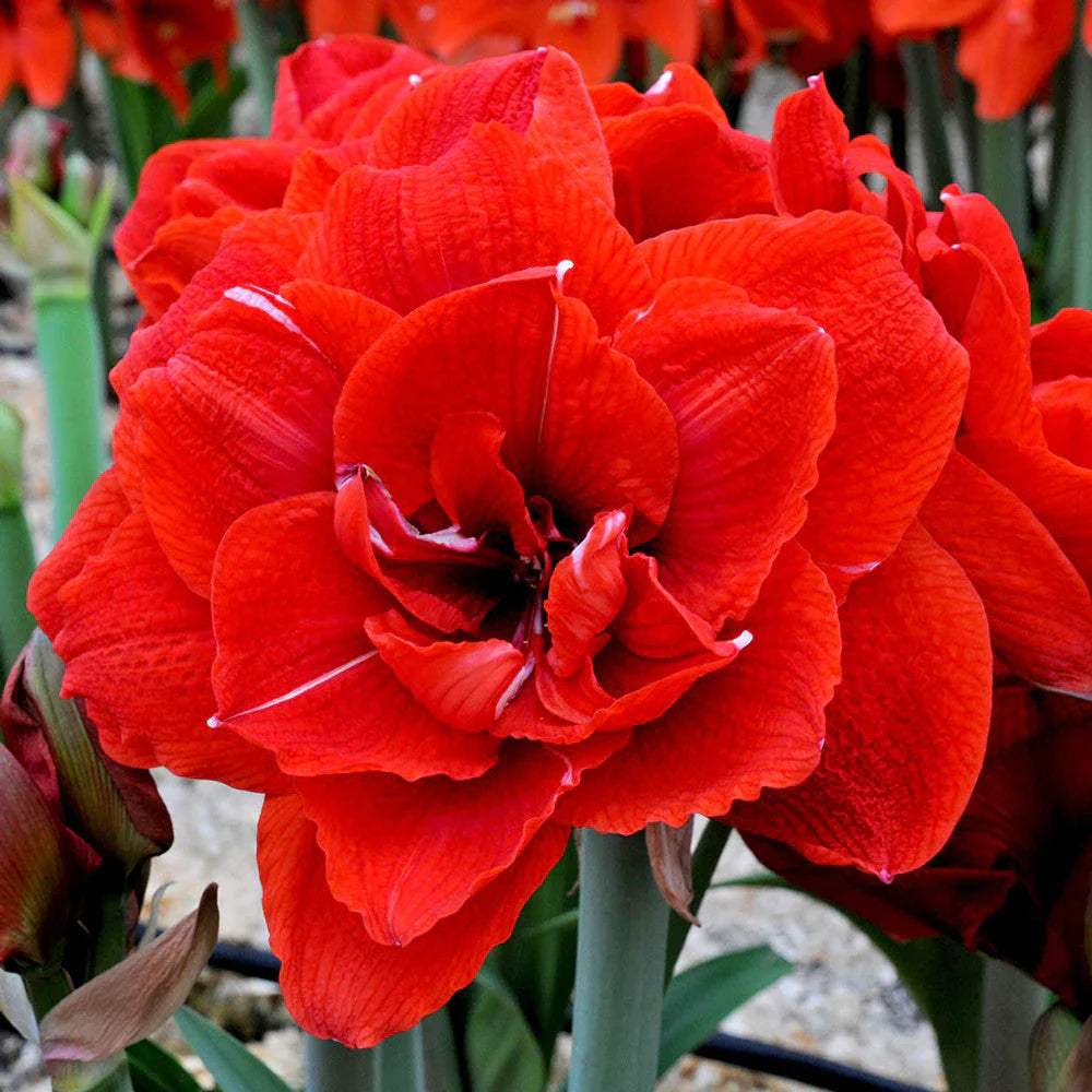 Amaryllis-Red-Nymph_35ecd5a1-29fc-4c52-8d74-5e8eef0692dc - Fitza Florilor