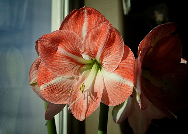 Bulbi de Amaryllis "Faro", 1 Bucata