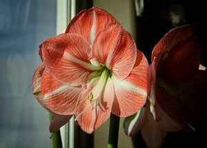 Bulbi de Amaryllis "Faro", 1 Bucata