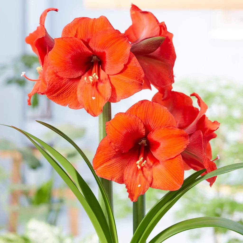 AmaryllisOrangeSouvereign_visi188536-sqWeb_1024x_72ce867e-1f32-4c66-9a97-255b9983f881 - Fitza Florilor