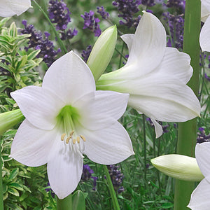 Bulbi de Amaryllis "White Garden", 1 Bucata