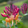 Lonicera ''American Beauty'' (Mana Maicii Domnului)