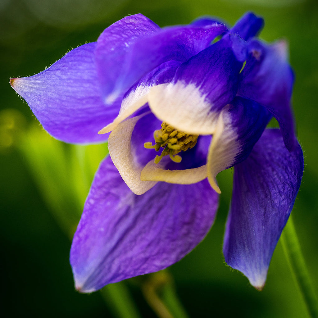 Bulbi de Caldaruse Aquilegia "Ministar", 2 bucati