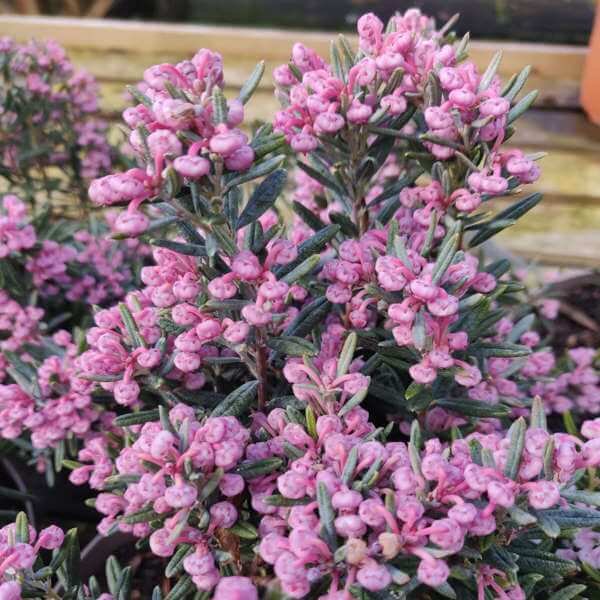 Andromeda Polifolia Blue Ice, 1 Bucata