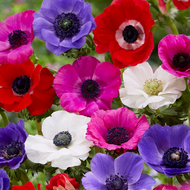Bulbi Anemone - Pachet Promotional Mixt - 50 buc
