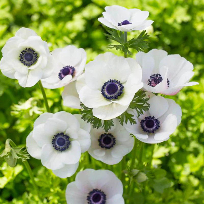 Bulbi Anemone - Bride - 10 Bucăți