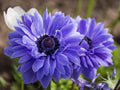 Bulbi Anemone - Lieutenant - 10 Bucăți