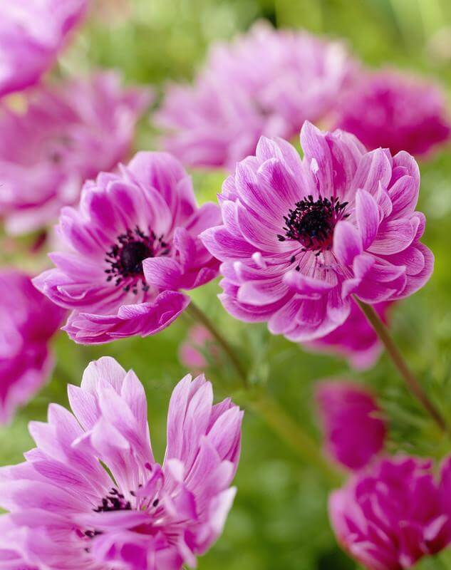 Bulbi Anemone - The Admiral - 10 Bucăți