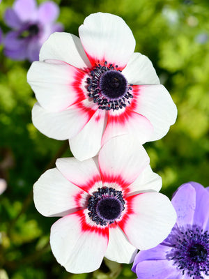 Bulbi de Anemone "Bicolor", 5 Bucati