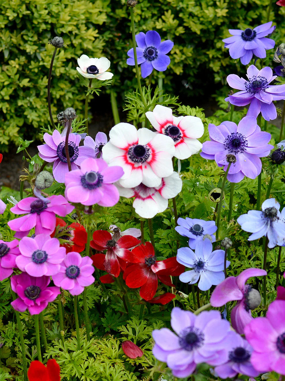 Bulbi Anemone de Caen - 10 Bucăți