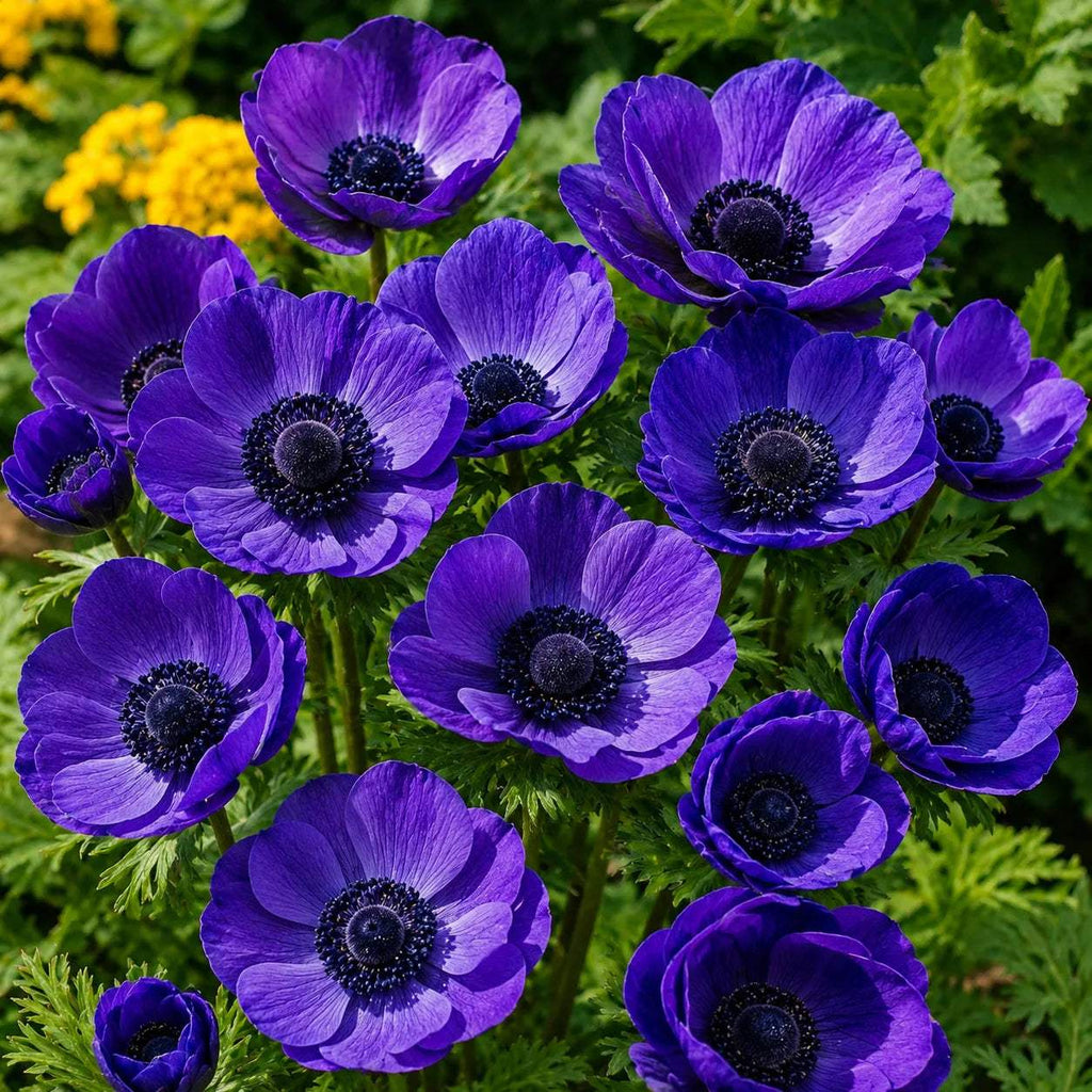 Anemone_Mr_Fokker_Coronaria - Fitza Florilor