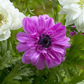 Bulbi Anemone - The Admiral - 10 Bucăți