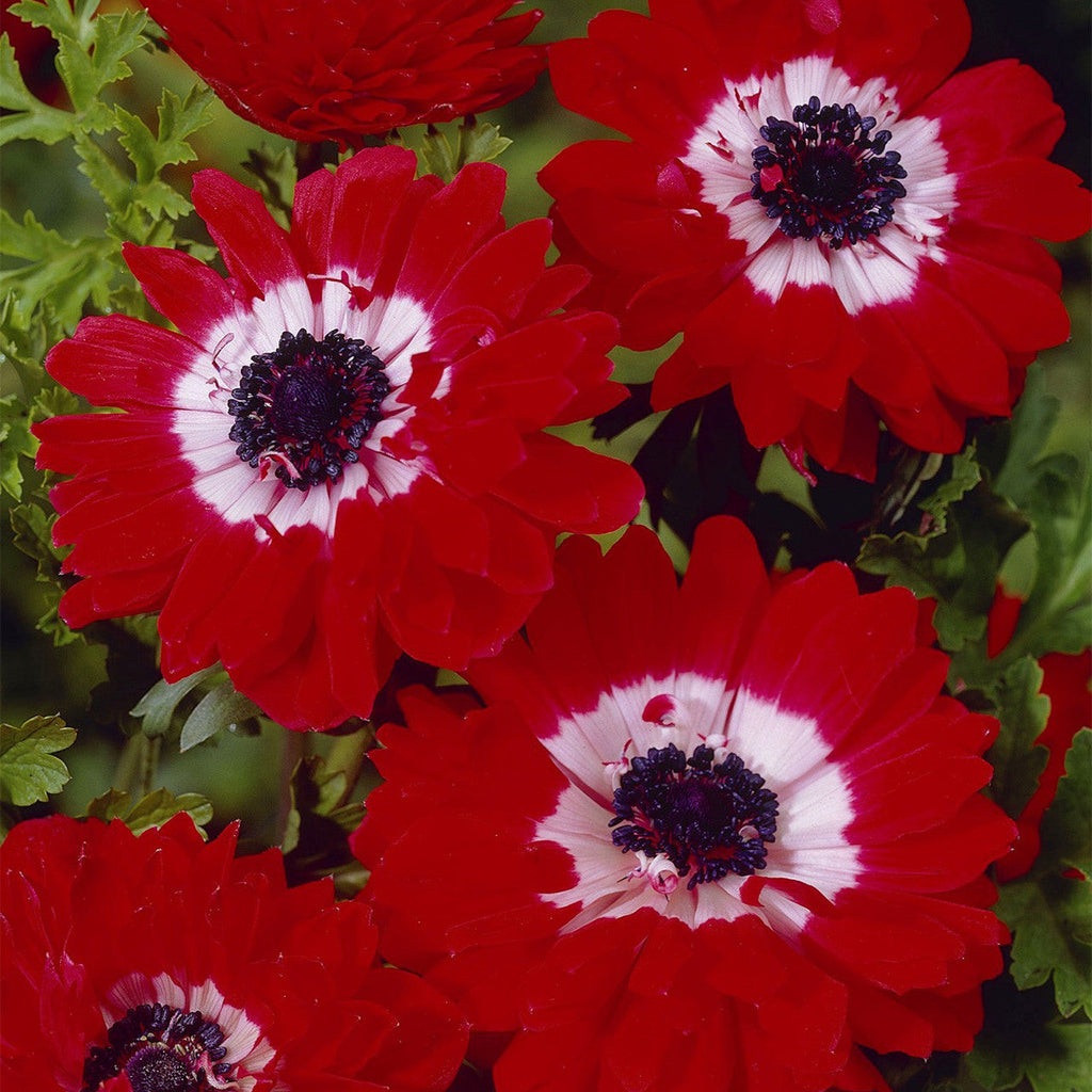 Bulbi Anemone - The Governor - 10 Bucăți