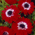 Bulbi Anemone - The Governor - 10 Bucăți