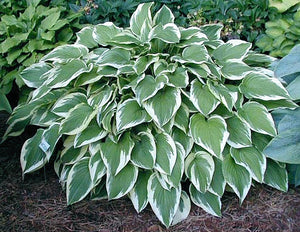 Bulbi de Hosta "Antioch", 1 Bucata