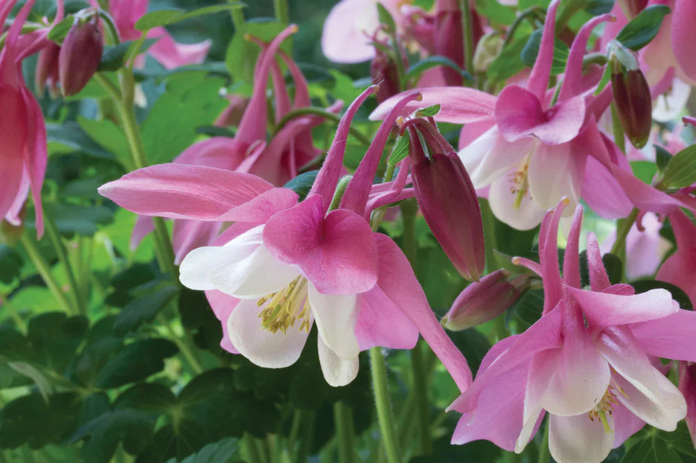 Bulbi de Căldărușe Aquilegia "Spring Magic Rose Ivory", 2 bucati