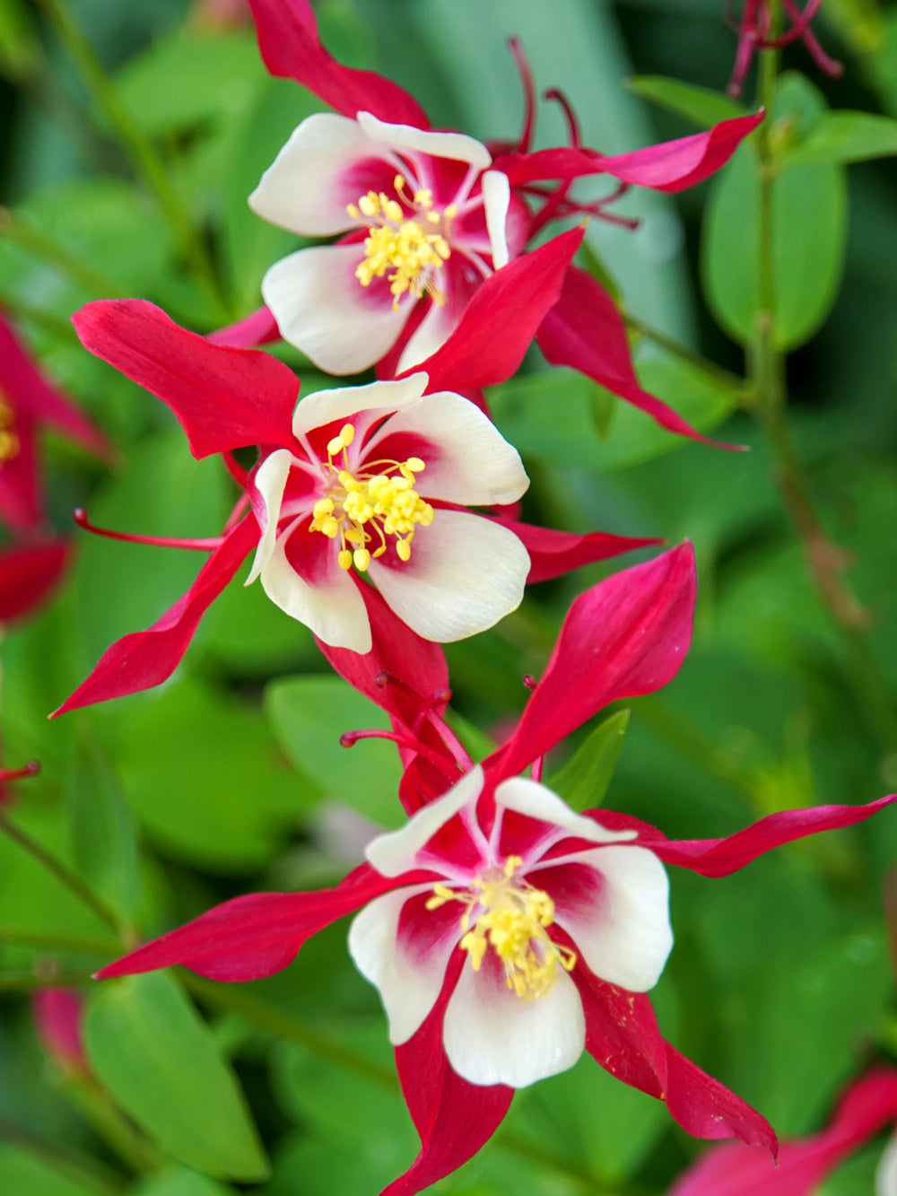 Bulbi de Caldaruse Aquilegia "Crimson Star I", 1 Bucata, la ghiveci
