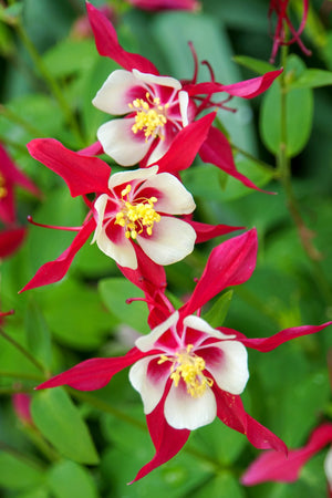 Bulbi de Caldaruse Aquilegia "Crimson Star I", 1 Bucata