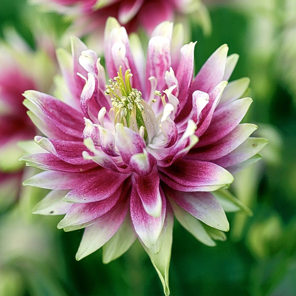 Bulbi de Caldaruse Aquilegia "Nora Barlow", 1 Bucata, la ghiveci