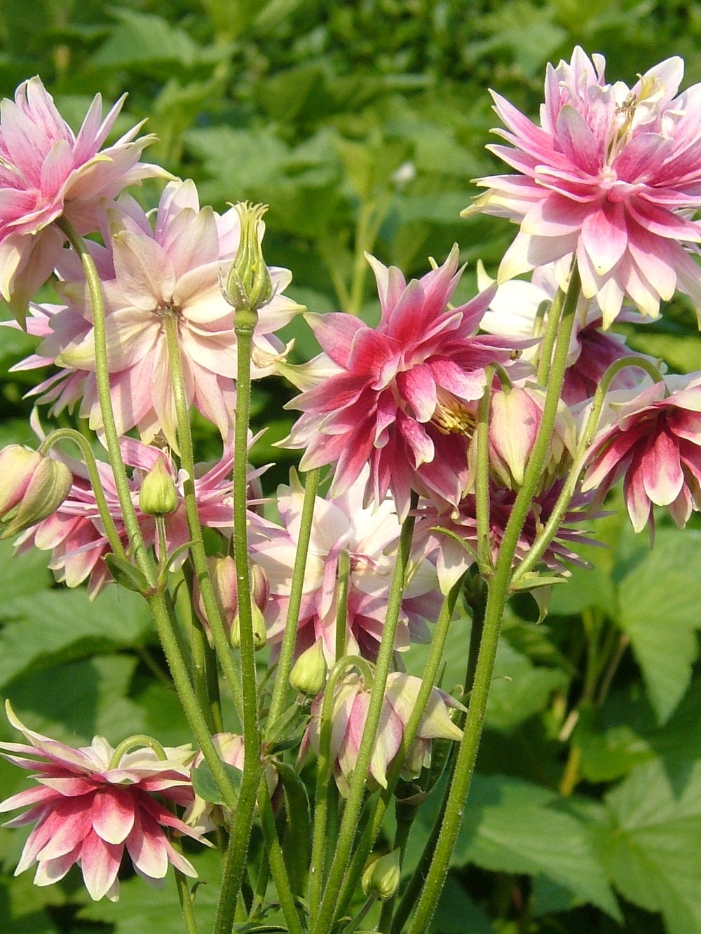 Bulbi de Caldaruse Aquilegia "Nora Barlow", 1 Bucata, la ghiveci