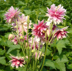 Bulbi de Caldaruse Aquilegia "Nora Barlow", 1 Bucata