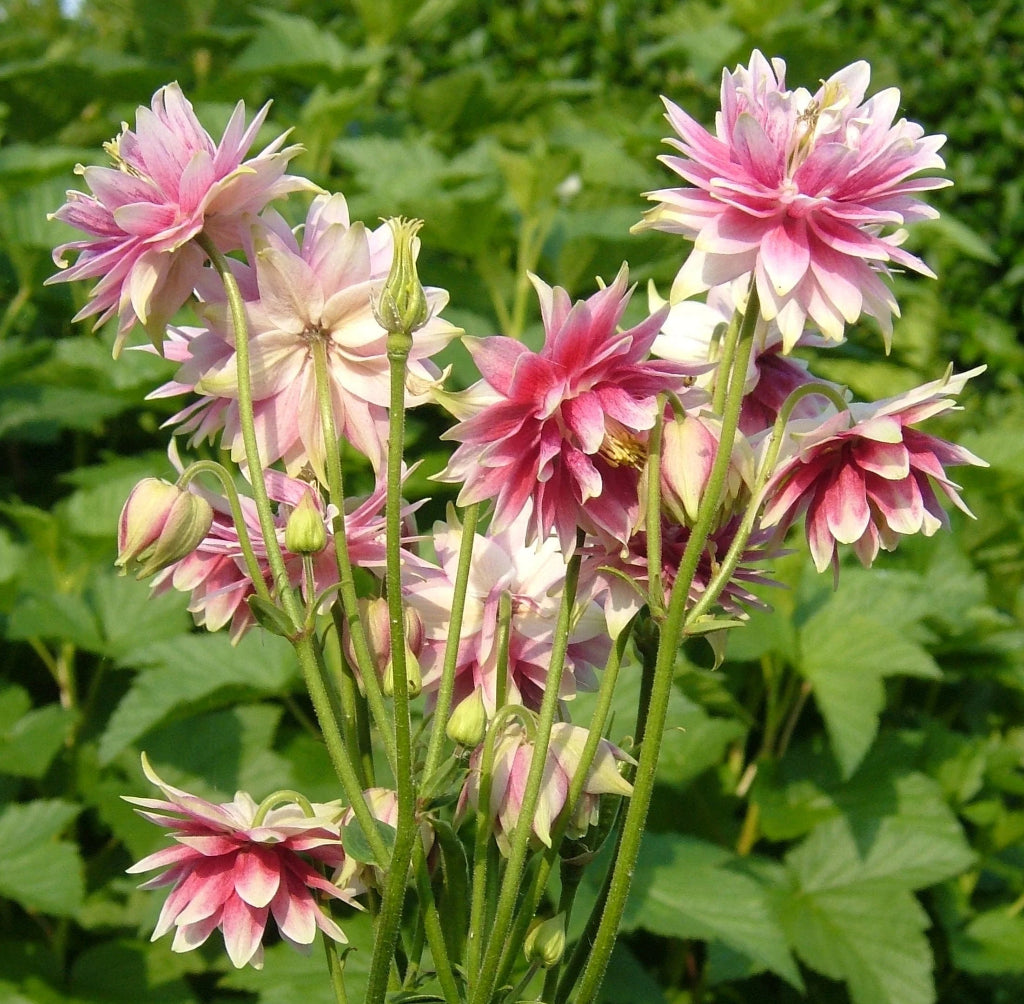 Bulbi de Căldărușe Aquilegia "Nora Barlow", 1 Bucată, la ghiveci