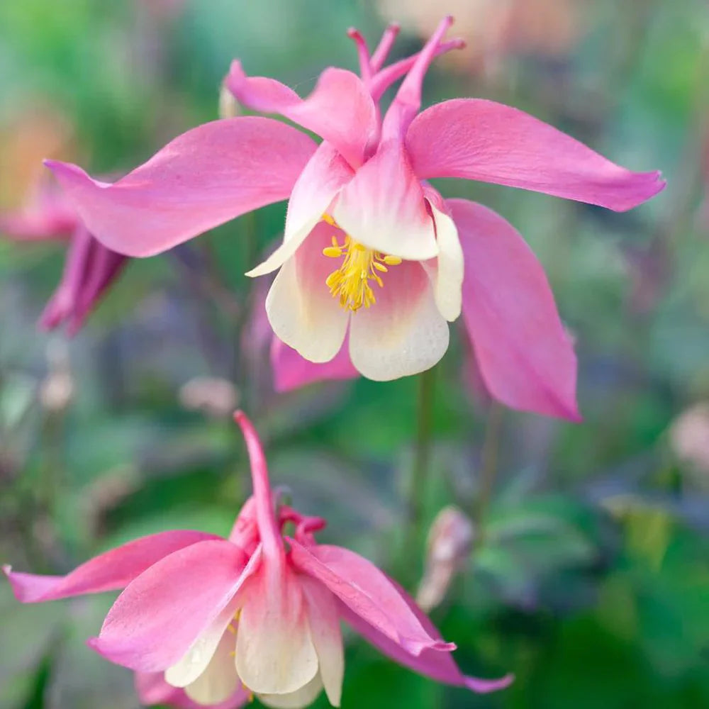 Bulbi de Căldărușe Aquilegia "Spring Magic Rose Ivory", 2 bucati