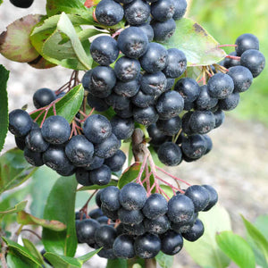 Aronia Nero la Ghiveci, 1 Bucata