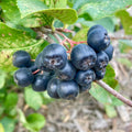 Aronia Viking, arbust fructifer cu fructe negre bogate in antioxidanti si vitamine, ideal pentru gradini, consum proaspat, sucuri si gemuri.