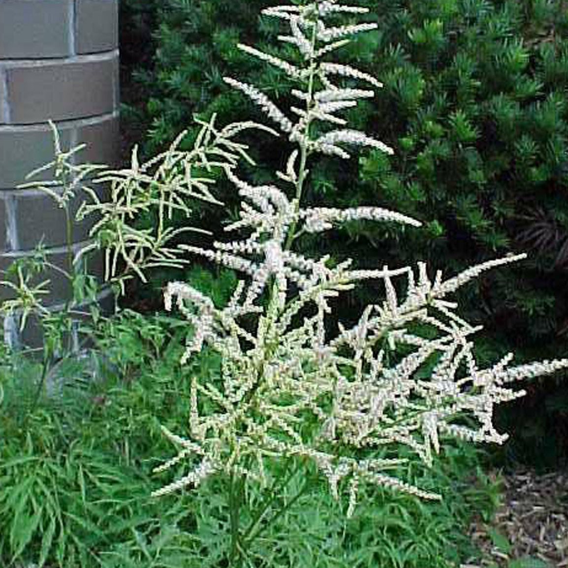 Aruncus Dioicus Kneifii (Barba Caprei), 1 bucata