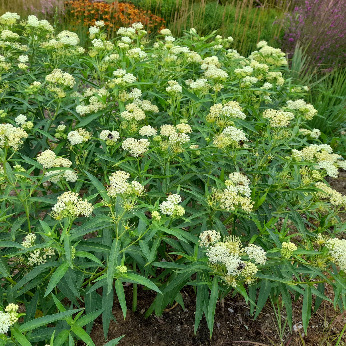 Asclepias Incarnata White Superior (Iarba Fluturilor), 1 bucata