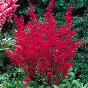 Astilbe Rosu, 1 Bucata