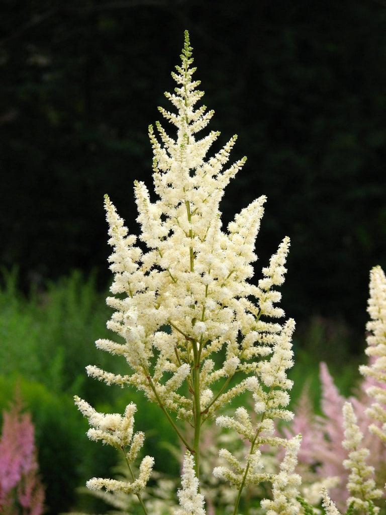 Bulbi Astilbe - Diamant - Alb - 1 buc - Ghiveci