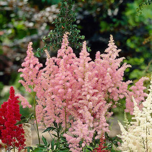 Astilbe Roz, 1 Bucata