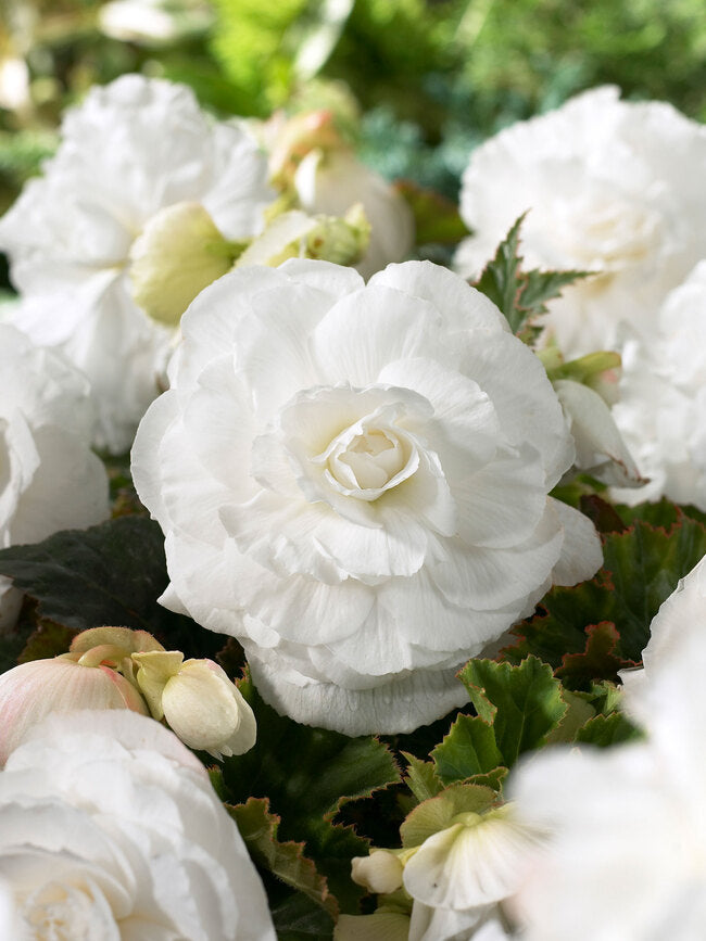 Bulbi de Begonia "Double", Alb, 1 Bucata