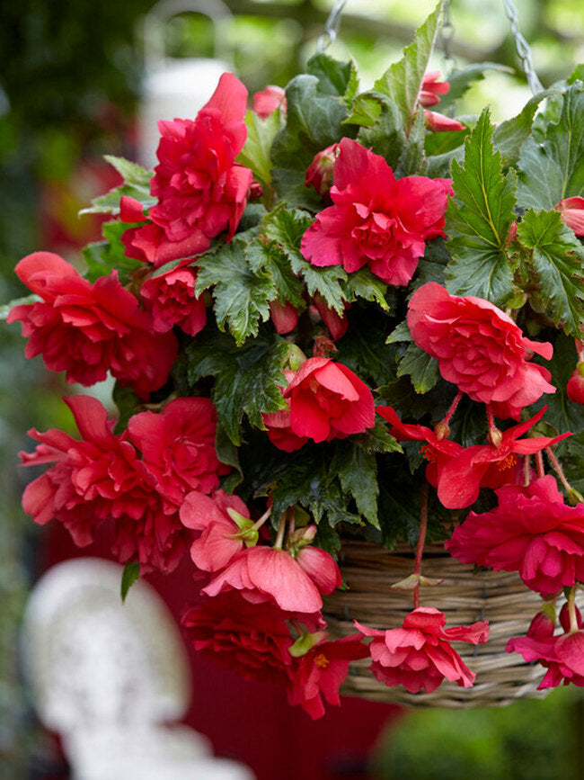 Bulbi de Begonia "Pendula", Roz, 2 Bucăți