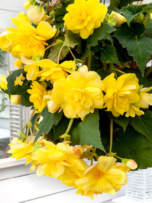 Bulbi de Begonia "Pendula", Galben, 1 Bucata