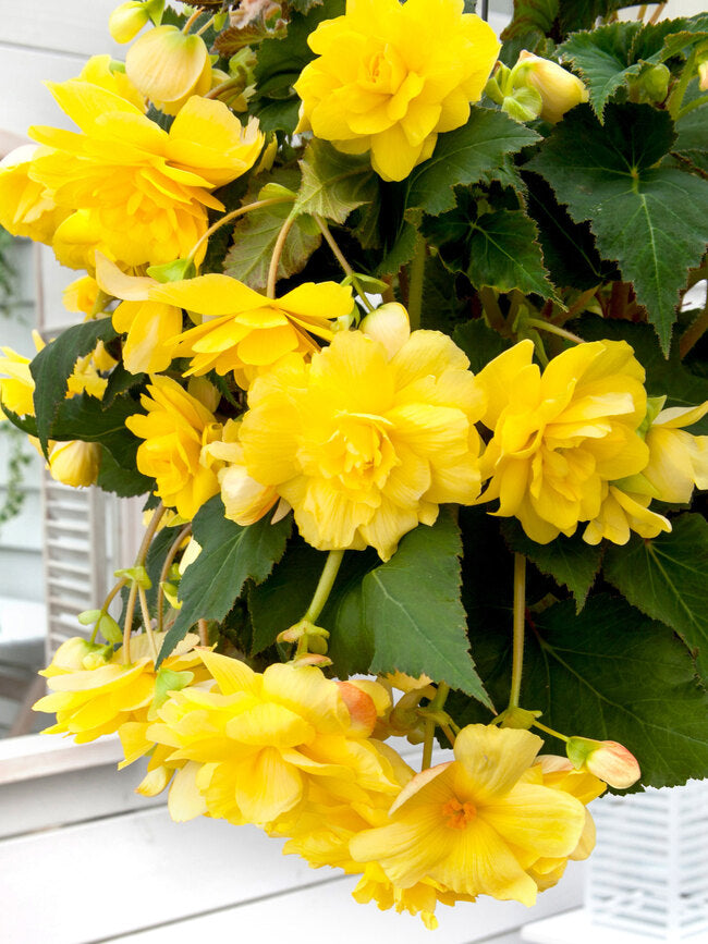 Bulbi de Begonia "Pendula", Galben, 2 Bucăți
