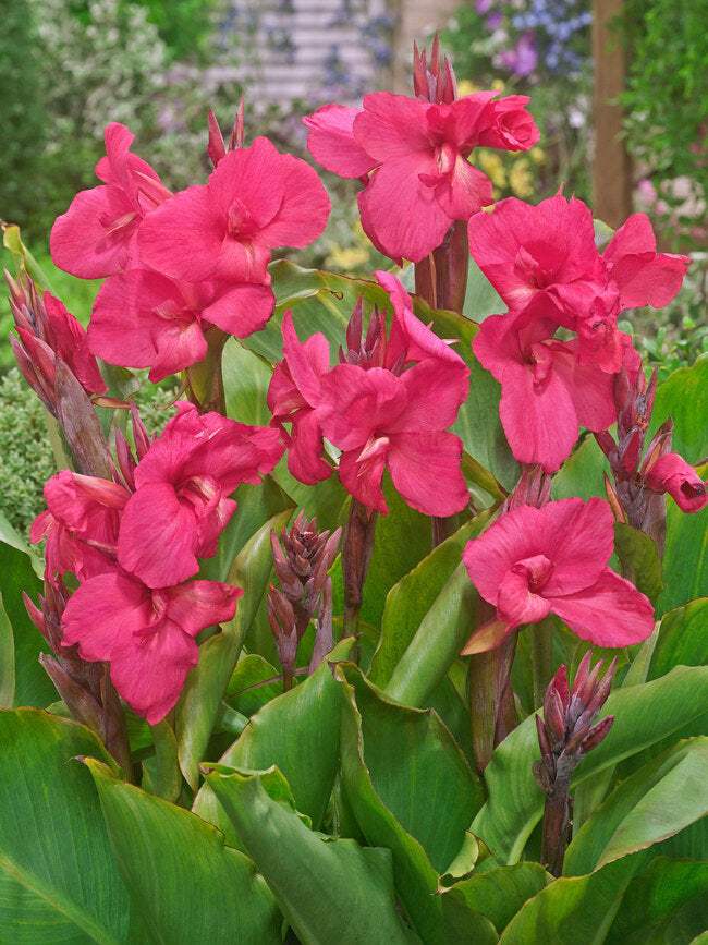 BCAEM-0-Canna-Empire-dv.1671120774 - Fitza Florilor