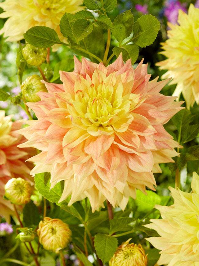 BDAAD-0-Dahlia-Advance-visi200645-dv.1676405755_0c317ddf-29ca-4bb2-b5f9-8680f45ecde8 - Fitza Florilor