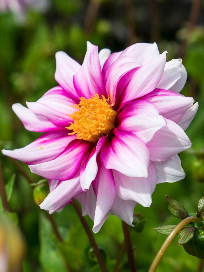 BDAEJ-0-Dahlia-Edge-of-Joy1-dv.1671122986_50254bb9-e9f0-489e-9fe9-2183891e2a2d - Fitza Florilor