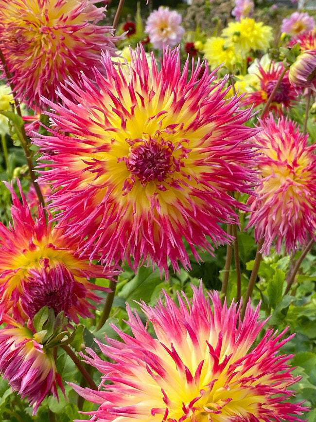 BDALM-0-Dahlia-Lindsay-Michelle-dv.1671121671_6e33c61c-30cc-4999-be80-8637971d2aad - Fitza Florilor