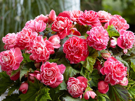 Bulbi de Begonia "Camellia", Roz, 1 Bucata