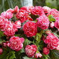 Bulbi Begonie - Camellia - Roz - 2 Bucăți