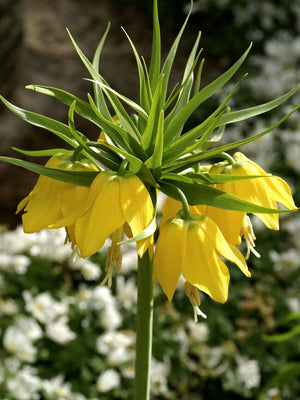 Bulbi de Fritillaria "Lutea", 1 Bucata