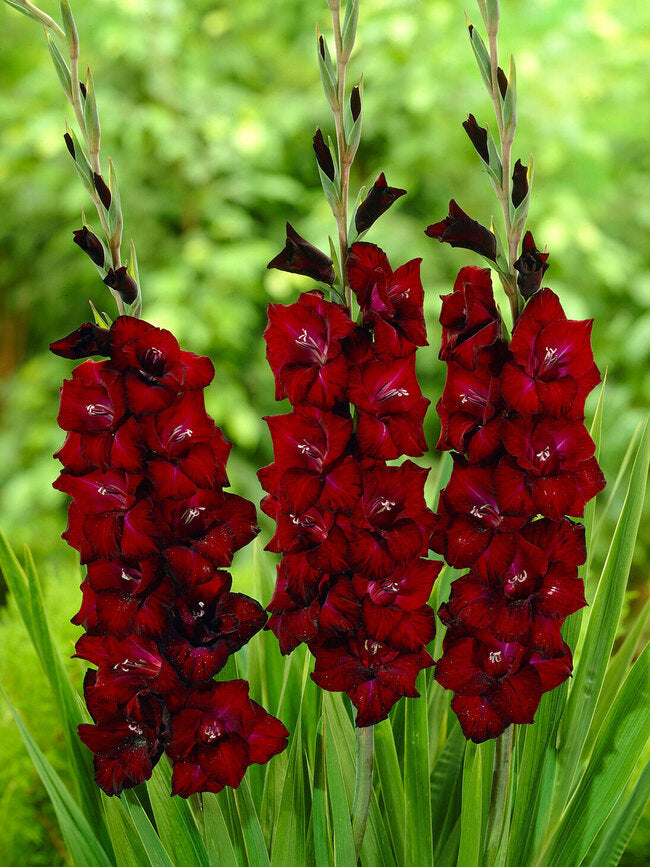 Bulbi Gladiole - At night - 5 buc